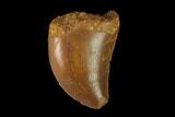 Serrated, Baby Carcharodontosaurus Tooth - Morocco #134967-1